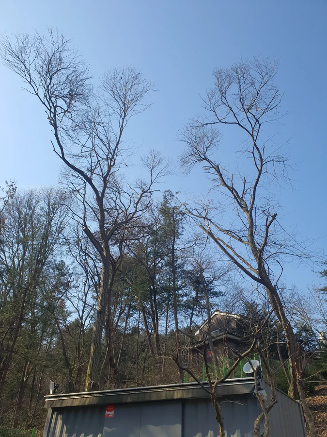 화성 전원주택 나무 벌목