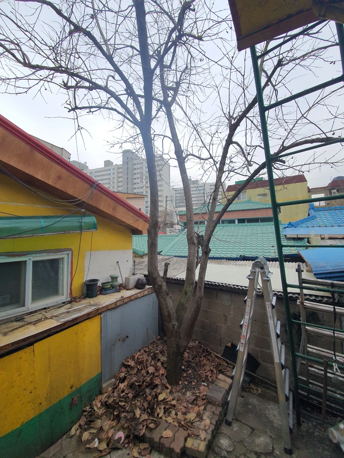 성남 수목 정리 완료