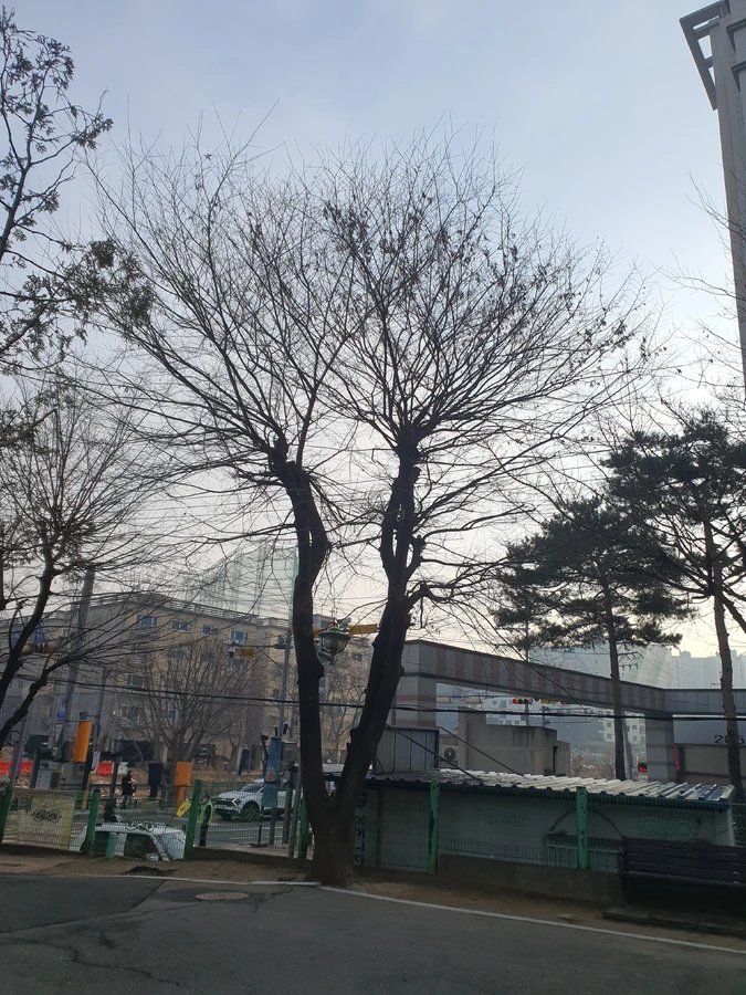 용인 마당나무제거 시공현장