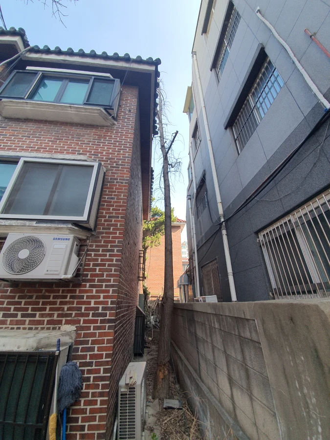 마당나무제거 시공사례 4 작업 전