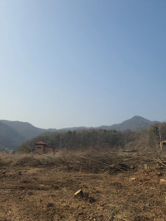 마당나무제거 시공사례 3 작업 후