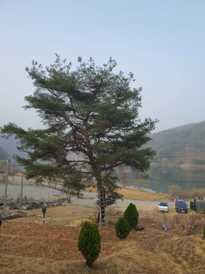 인천 마당나무제거 시공현장