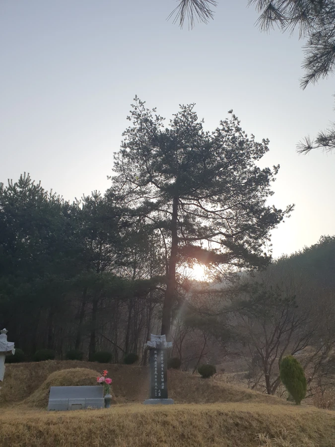 화성 수목 전체 제거